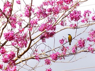 Bem-te-vi pousado em galho de ipê rosa cheio de flores