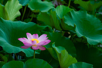 The beautiful lotus flowers, lotus leaves, and natural scenery of waterbirds in the lotus pond