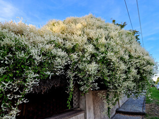 grow as vines, lianas, shrubs or subshrubs. Unlike species of the related genus Duma, they do...