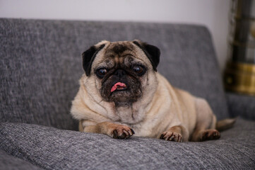 Obraz premium A pug dog is laying on a couch