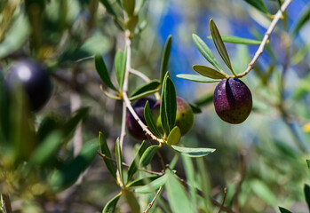 Detail of olive tree branch