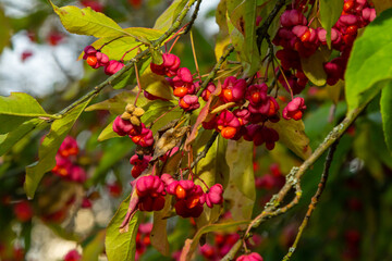 Obraz premium Euonymus europaeus european common spindle capsular ripening autumn fruits, red to purple or pink colors with orange seeds, autumnal colorful leaves