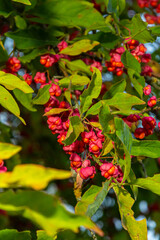 Euonymus europaeus european common spindle capsular ripening autumn fruits, red to purple or pink colors with orange seeds, autumnal colorful leaves