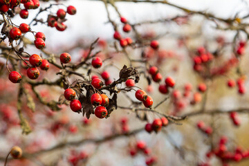 Green branches of hawthorn strewn with red berries