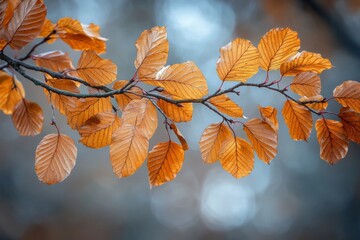 Fototapeta premium A striking display of autumnal leaves, glowing in soft light, showcases nature’s colorful transition with fine details captured against a dreamy background.