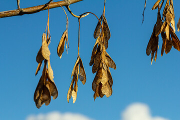 Yellow maple seeds against the blue sky. Macro. Maple branches with golden seeds on a clear sunny day. Close-up. Early spring concept. Bright beautiful nature background