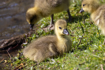 Charming, fluffy goslings are playing joyfully near the water, showcasing the incredible beauty of nature this spring