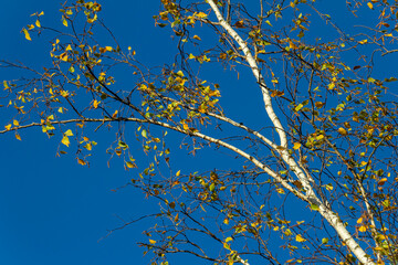 Nice colorful autumn leaves. Autumn, nice sunny day in the afternoon. Top of the tree canopy. Tall birch tree