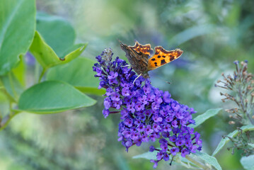 Comma butterfly (Polygonia c-album) perched on summer lilac in Zurich, Switzerland