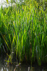 Fototapeta premium On the banks of the river and in the water, the forage grain Glyceria maxima grows
