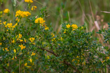 Obraz premium Medicago falcata, plant species of the genus Medicago. It is native to much of Europe and Asia