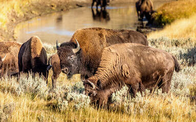 Grazing bisons in the Yellowstone National Park, USA