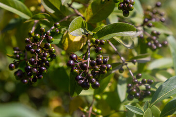 Wild privet or common privet or European privet Ligustrum vulgare fruit and berries isolated on a natural green background