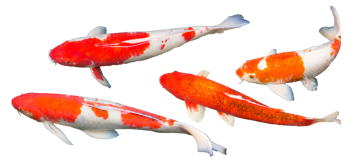 Red and white Kohaku, red Aka Matsuba koi carp fish are swimming in carp pond, countryside park. Isolated, transparent, PNG file, photograph. Thailand.