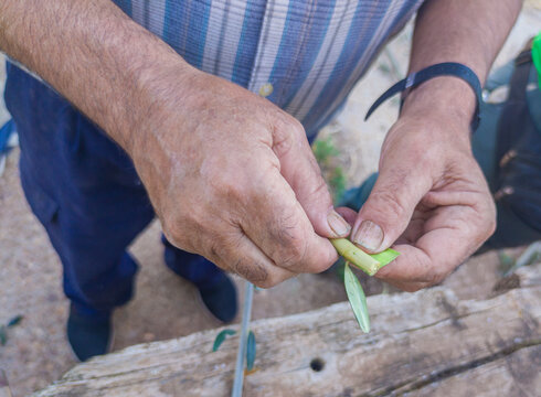 Olive tree grafting