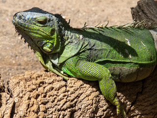 Green IguanaIguana iguana