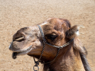 Camel Head