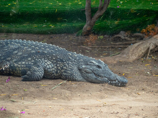 Fototapeta premium Aligator at Cocodrilo Park, Gran Canaria