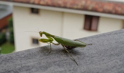 mantide gravida