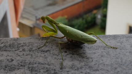 mantide gravida