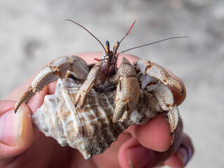 Little crab at Kwale island, Zanzibar