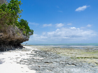 Mangroves in the lagoon of Kwale island, Zanzibar