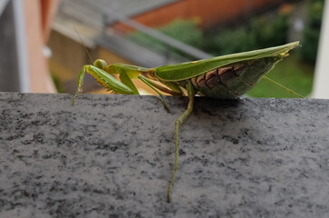 mantide gravida