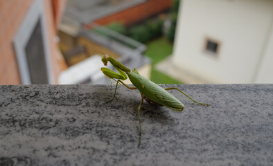 mantide gravida