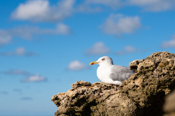 Seabird nested in a rock facing the ocean in Biarritz. Basque Country of France.
