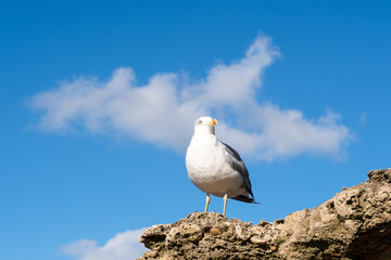 Seabird on a rock with a white cloud in the background. 