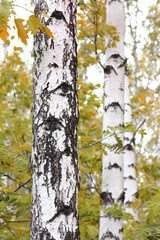 beautiful scene with birches in yellow autumn birch forest