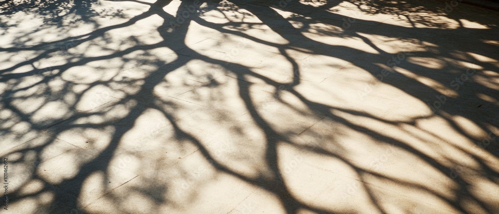 Poster a tree with its branches casting shadows on the ground