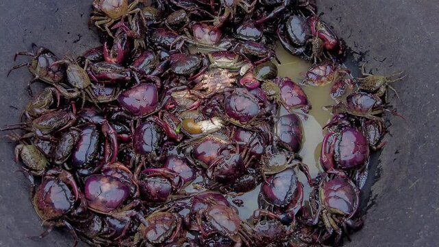 Thai crabs are kept in plastic containers for sale in rural markets.