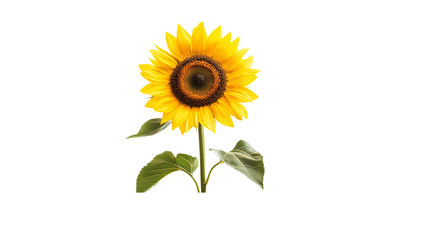 Obraz premium Minimal sunflower on white background with vibrant yellow petals, floral beauty and nature simplicity