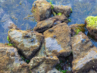Marbeld Rock Crab ( marmoratus, pachygrapsus )