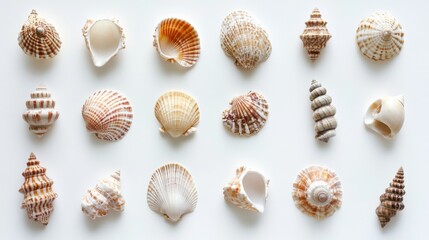 sea shells on a white background with a white background