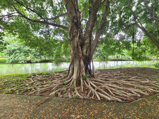 beautiful park and trees with a walkway