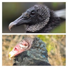 American Black vulture up top - Coragyps atratus - and Turkey Vulture on bottom - Cathartes aura -...