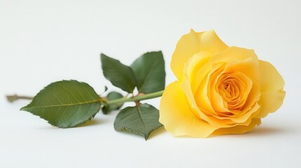 A vibrant yellow rose captured in natural sunlight