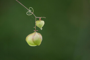 Paria Gunung (Ketipes)