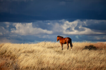 Wild (feral) horse in Theodore Roosevelt National Park, North Dakota