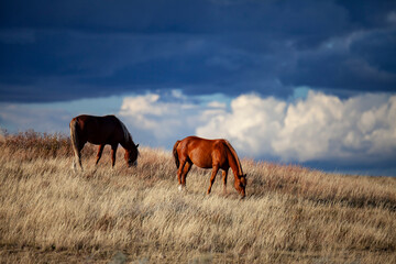 Wild (feral) horses in Theodore Roosevelt National Park, North Dakota