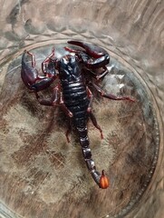 Scorpion is a group of animals with eight feet in the Scorpiones order in the Arachnida class