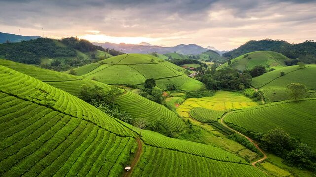 Beautiful sunset over Long Coc tea hill in agricultural field at Vietnam