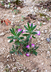 macrophotographie de fleur sauvage - Bugle petit-if - Ajuga iva
