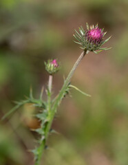 macrophotographie de fleur sauvage - Chardon à pédoncules nus - Carduus defloratus