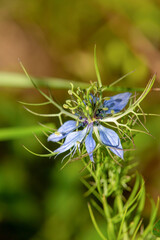 macrophotographie de fleur sauvage - Nigelle de Damas - Nigella damascena