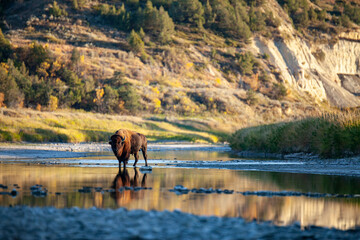 Bison Crossing Little Missouri River, Theodore Roosevelt National Park, North Dakota