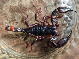 Scorpion is a group of animals with eight feet in the Scorpiones order in the Arachnida class