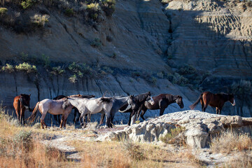 Wild (feral) horses in Theodore Roosevelt National Park, North Dakota